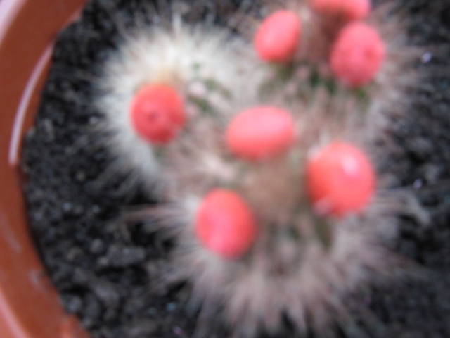 IMG_0152 - cactusi