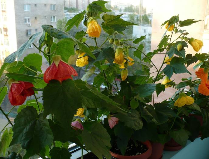 P1110143 - ABUTILONI