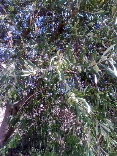 masline verzi - ApiMondia