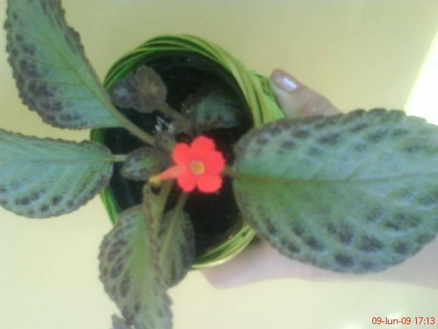 Episcia Silver Skies