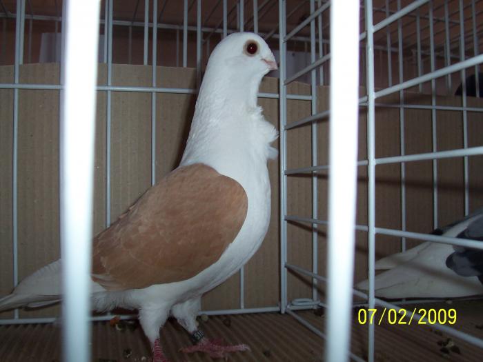 Expo Oradea 2009 064