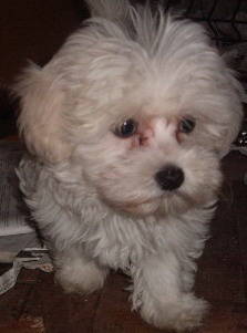 bichon Havanese