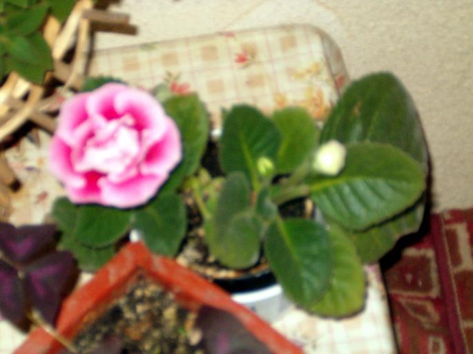 gloxinia roz-alb 2 - gloxinii