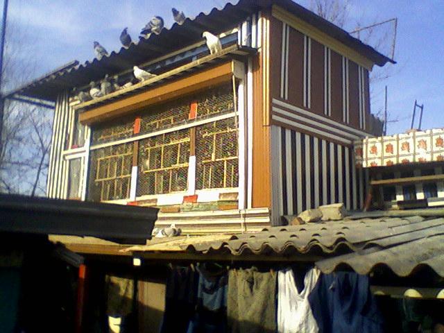 Fotografii-0038 - Copy (2) - Porumbeii mei calatori