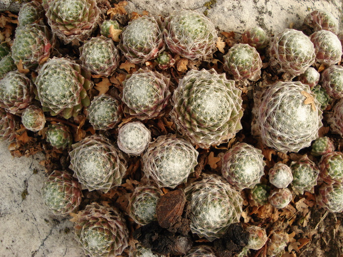 DSC01594 - Sempervivum