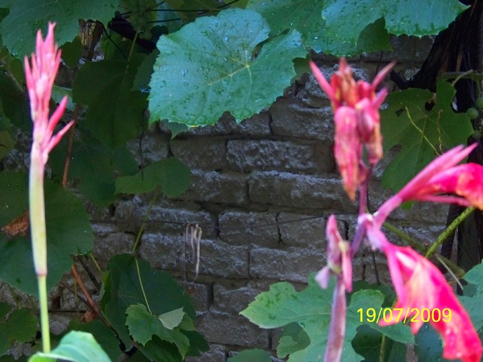 100_8160 - Iulie 2