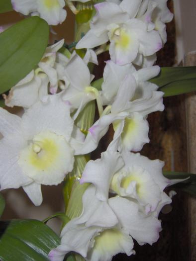 Dendrobium