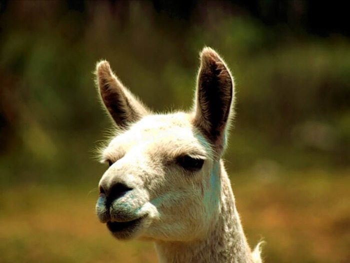 webshots328 - Animale