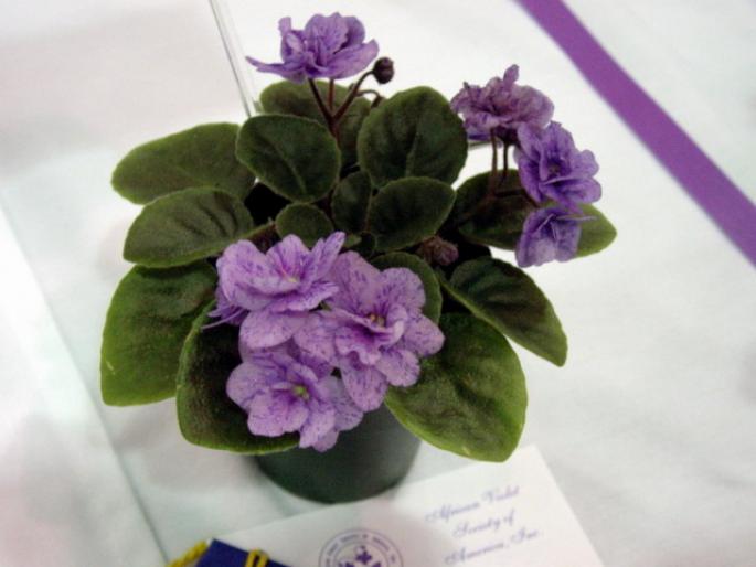 Everdina_2005avsa_2 - violete de pe net