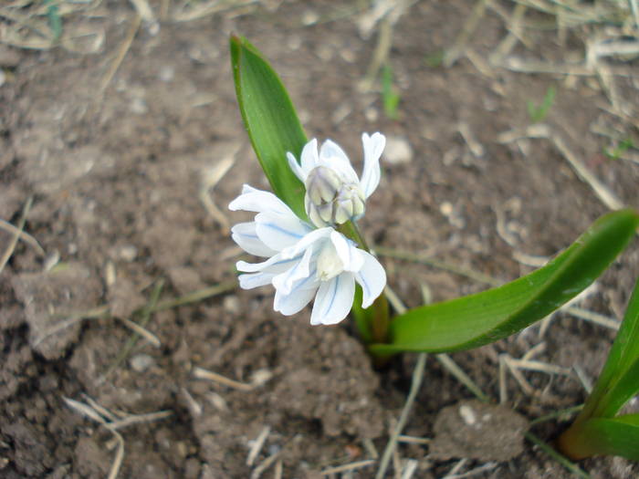 Striped Squill (2009, March 31) - PUSCHKINIA Scilloides