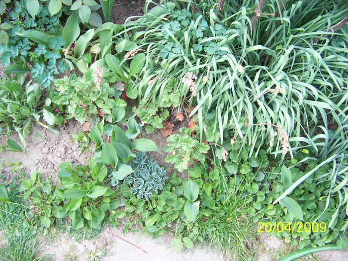 100_0960 - Primavara in curte  Timisoara