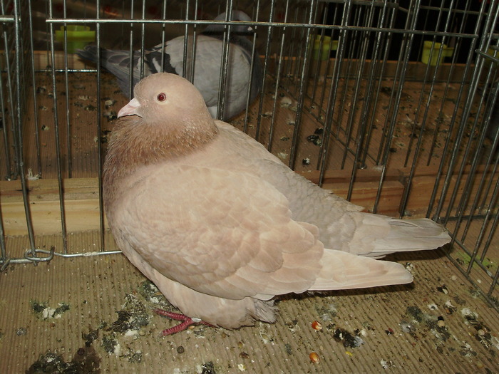 5359 t 0