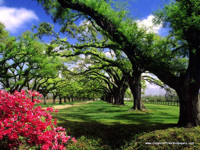 Wallpapers - Nature 10 - Boone_Hall_Plantation,_South_Carolina,_USA - Very Beautiful Nature Scenes