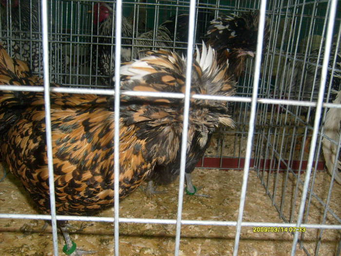 S6304026 - expozitie buzau