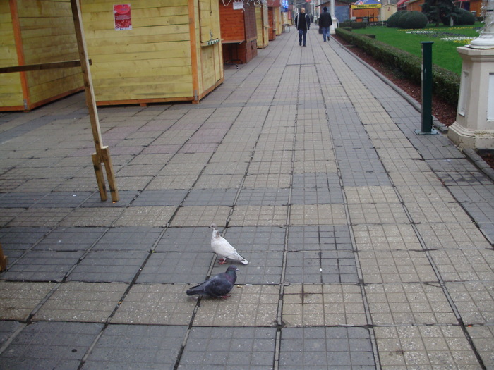 P9040068 - 18g Timisoara