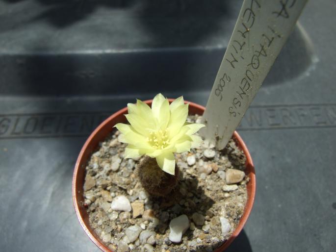 Frailea itaquensis - CACTUSI - ANUL 2008