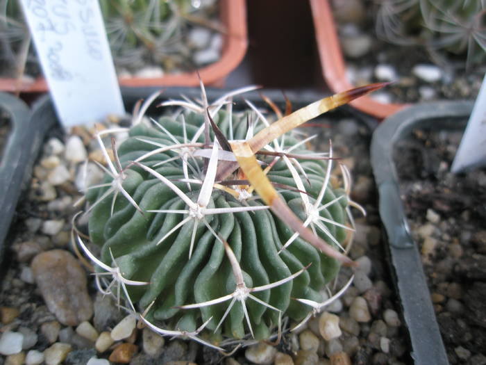 Echinofossulo obvalatus - Echinofossulocactus