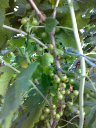coacaz negru - Pomii si arbusti fructiferi