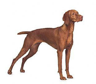 vizsla