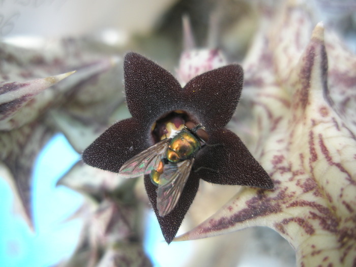 Floare de Caralluma hesperidum cu vizitator - Asclepidiacee 2009