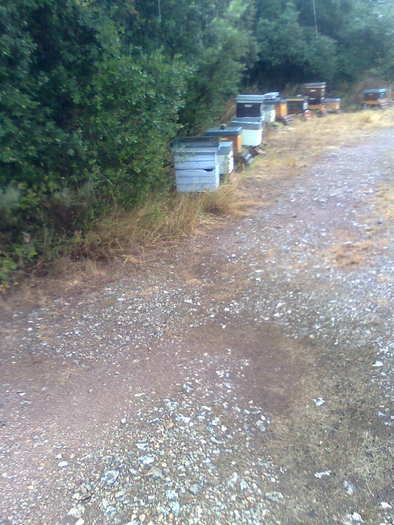 ploua peste stupi - ApiMondia