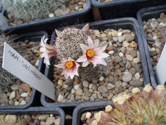 Mammillaria swinglei