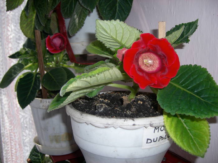 Gloxinie rosie cu dungi