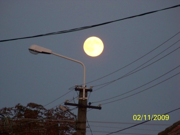 100_3839 - Toamna in curte  Timisoara