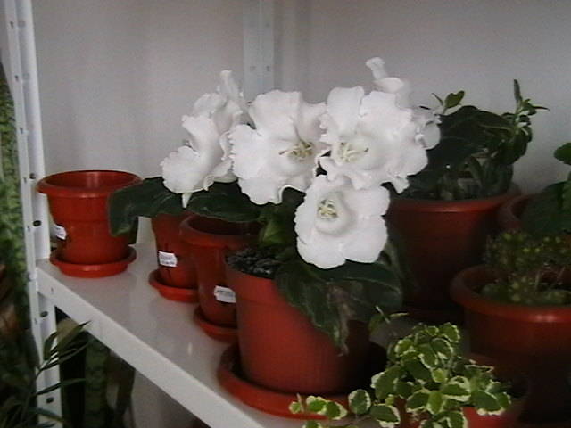 IMGA0061