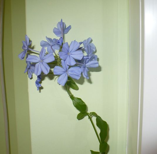 P1170567 - PLUMBAGO