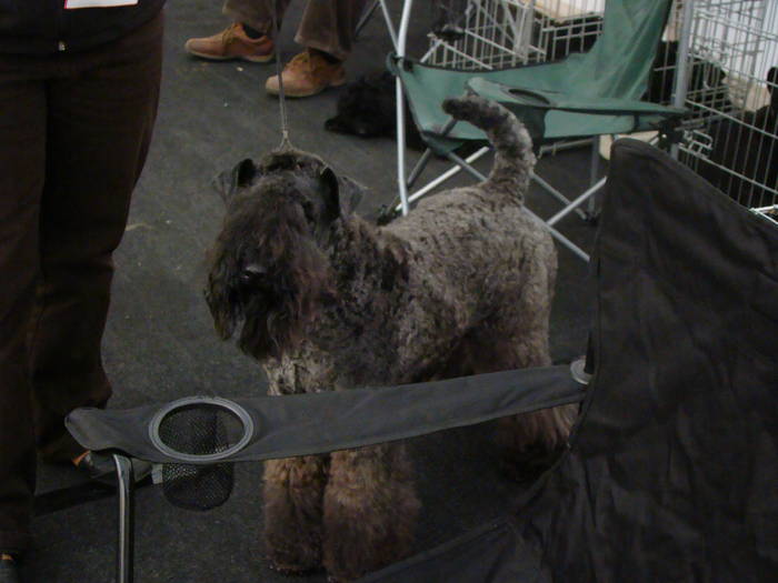 Picture 110 - Expo CACIB Cluj Napoca 15 11 2008