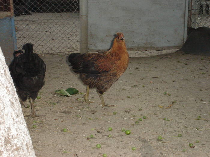 91 - Rate-Gaini-Gaste