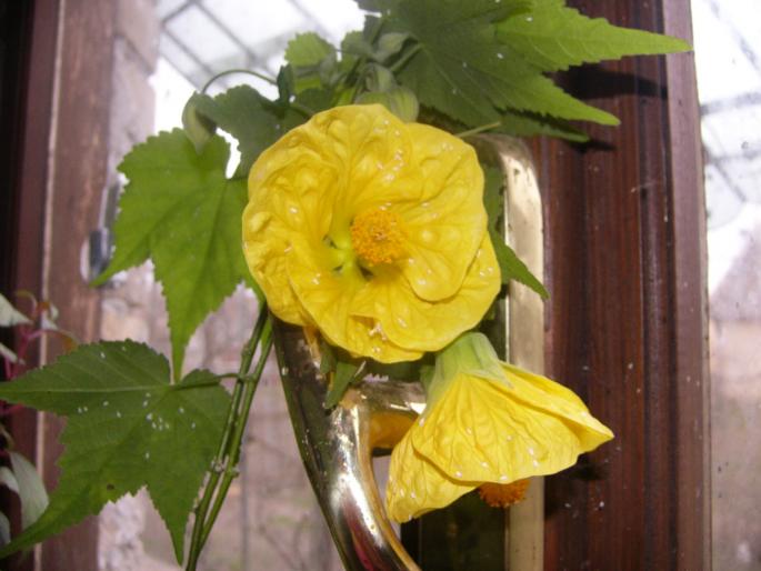 abutilon - Abutilon