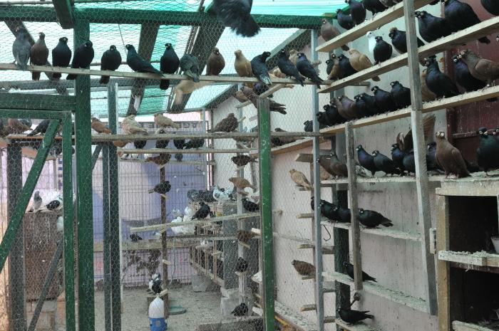 Picture 155 - jucatori de constanta