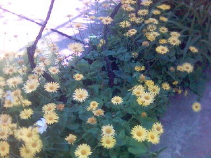  - flori de gradina
