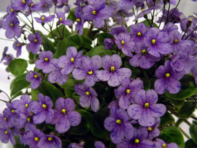 Sunnyvale_Trail_2005avsa_2 - violete de pe net 1