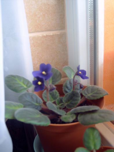puiut violeta mov , oct 2008 - Plantele mele de interior