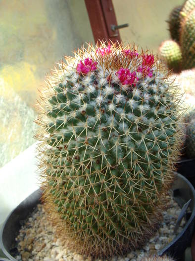 4. Mammillaria ?