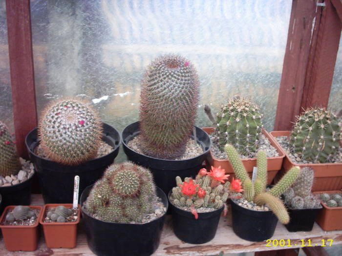 cactusi