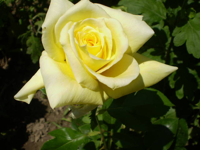 P5241645 - trandafiri