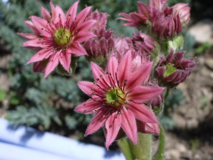 flori de Sempervivum arachnoideum