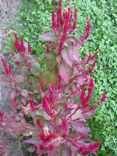 creasta cocosului; creasta cocosului
