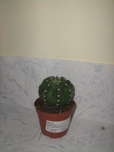 PictureECHINOPSIS SUBDENUDATA - cactusii mei