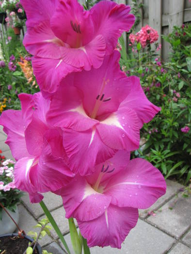 Gladiola Wind Song 17 iul 2009 - gladiole