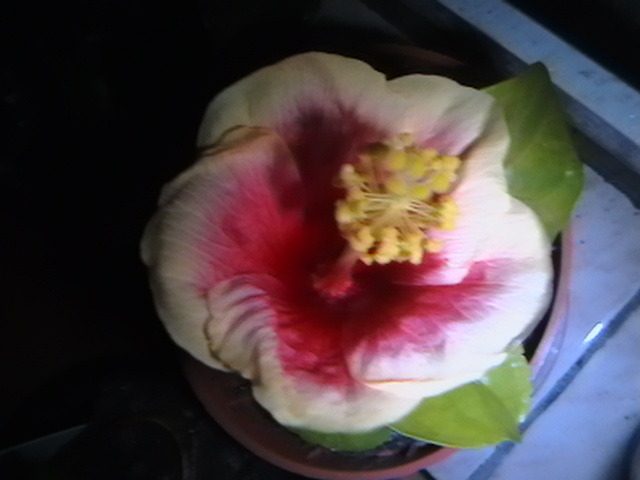 IMGA0887 - hibiscus 2009