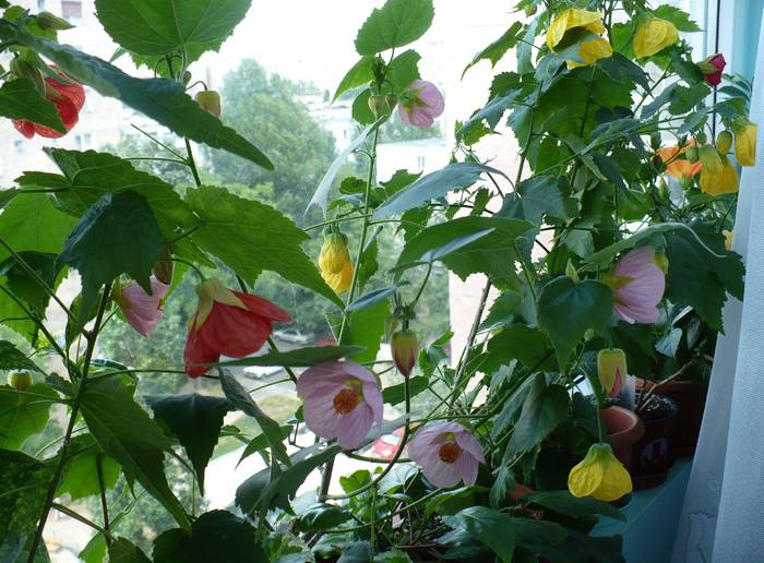 P1130460 - ABUTILONI