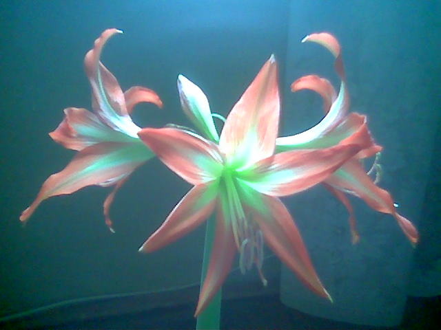 Hippeastrum 07.Ian - Inflorite 2010