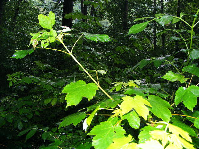 DSCF2907 - hai hui prin Maramures