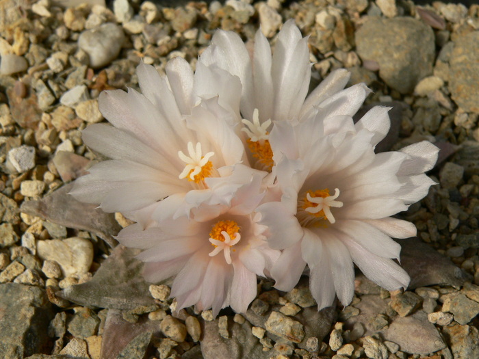 ariocarpus_retusus_Coronel,SLP