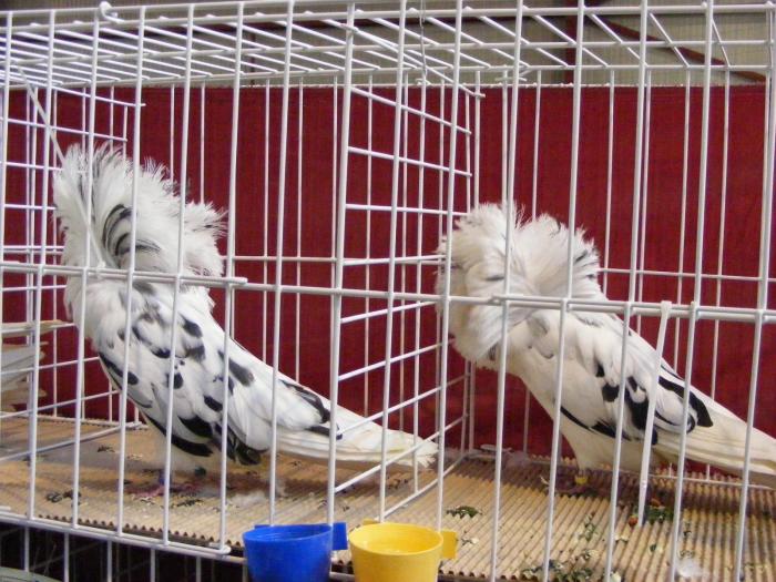 DSCF5682 - expozitia nationala de ornament decembrie  2008